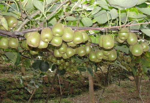 國(guó)產(chǎn)獼猴桃與新西蘭奇異果大比拼 不比不知道，一比嚇一跳